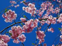 n1397v70c crop 3x4 cherry blossoms 1024.jpg