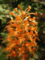 n3733ac yellow fringed orchid 1024 size.jpg