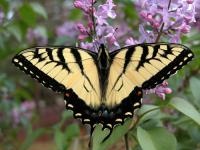 n8772ac bf eastern tiger swallowtail lilac 1024 size.jpg
